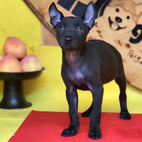 Mua chó Phú Quốc – Xem xoáy lưng, dáng chạy | Chạm Pets