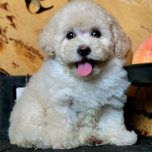 Chó Poodle màu kem có bộ lông sáng và ít sắc vàng hơn vàng kem