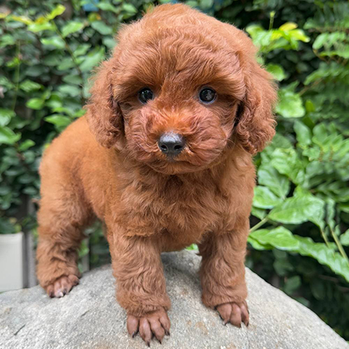 Chó Poodle nâu đỏ có bộ lông sáng và ánh đỏ rõ hơn Poodle socola