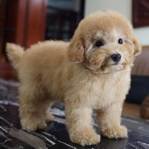 Chó Poodle vàng mơ có bộ lông sáng và nhẹ hơn màu socola