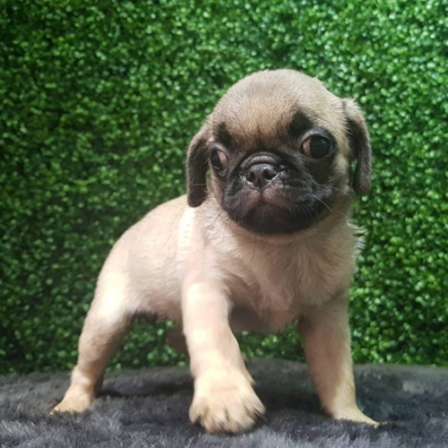 Chó Pug con màu vàng kem đứng trên thảm đen