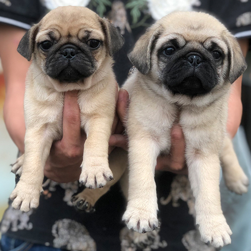 Hai chó Pug con màu vàng kem được bế trên tay