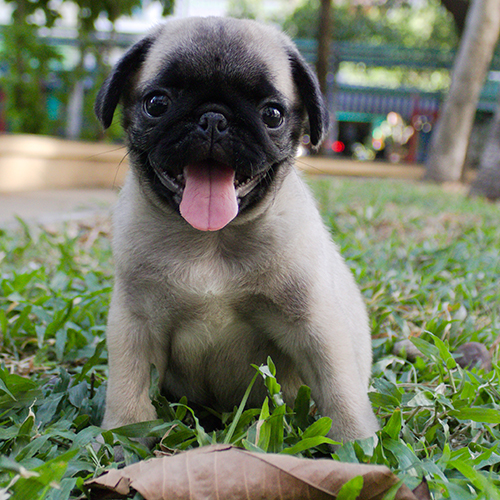 Chó Pug con ngồi trên cỏ, thè lưỡi và nhìn thẳng vào máy ảnh