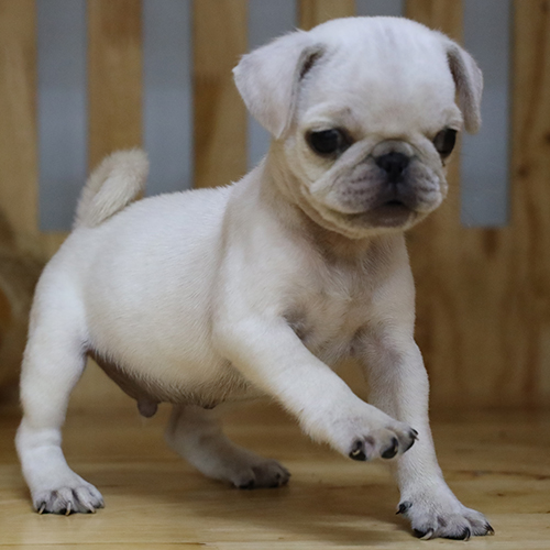 Chó Pug con trắng kem khoảng 2 tháng tuổi đang bước đi