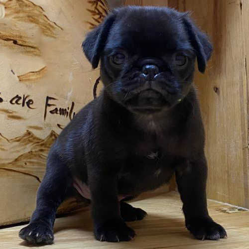 Chó Pug đen đực 2 tháng tuổi đứng trên nền gỗ