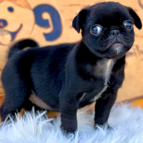 Chó Pug đen mặt xệ đứng trên thảm lông trắng