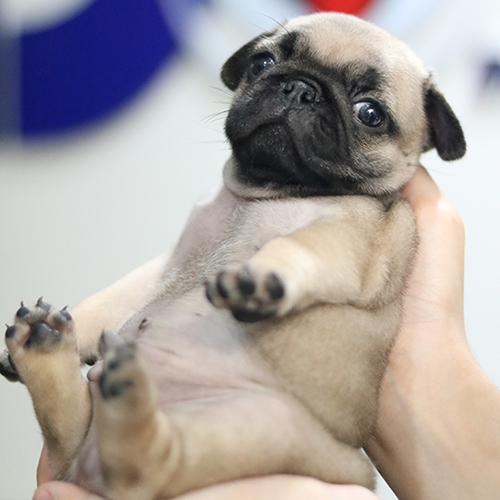 Chó Pug nhỏ màu vàng kem đang được bế trên tay