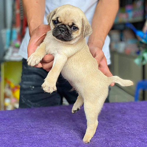 Chó Pug vàng con được bế để xem form mặt và thân dáng