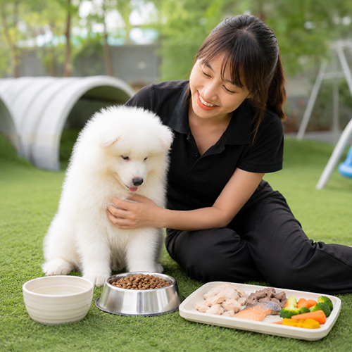 Chó Samoyed con bên khẩu phần gồm hạt, thịt, cá, rau củ và nước sạch