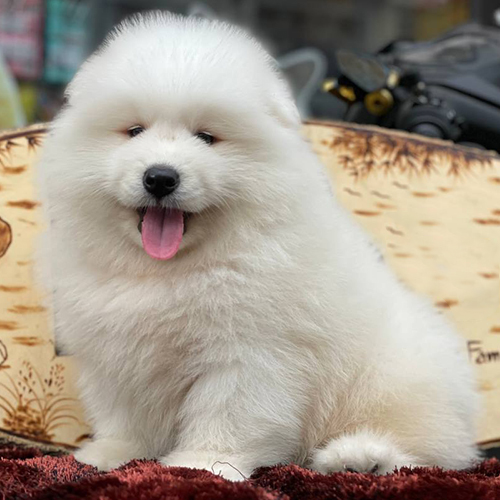 Chó Samoyed thuần chủng lông trắng dày, minh họa yếu tố ảnh hưởng đến giá