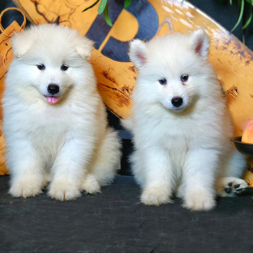 Hai chó Samoyed con thuần chủng lông trắng xù, mặt hiền và form cân đối