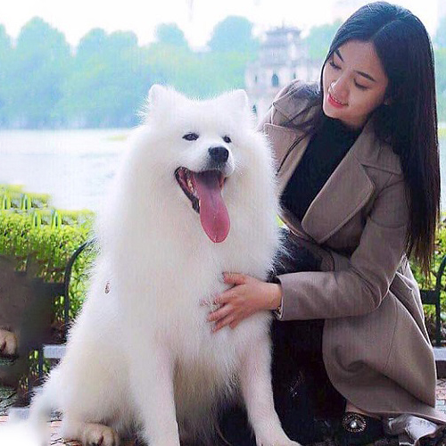 Chó Samoyed trắng thân thiện, quấn chủ với bộ lông dày và khuôn mặt biết cười