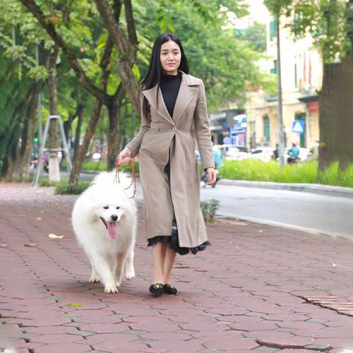 Chó Samoyed trưởng thành đi dạo cùng người nuôi, thể hiện kích thước cỡ trung