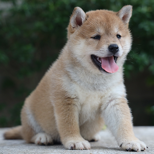 Chó Shiba cái vàng trắng 2 tháng tuổi dáng ngồi lanh lợi