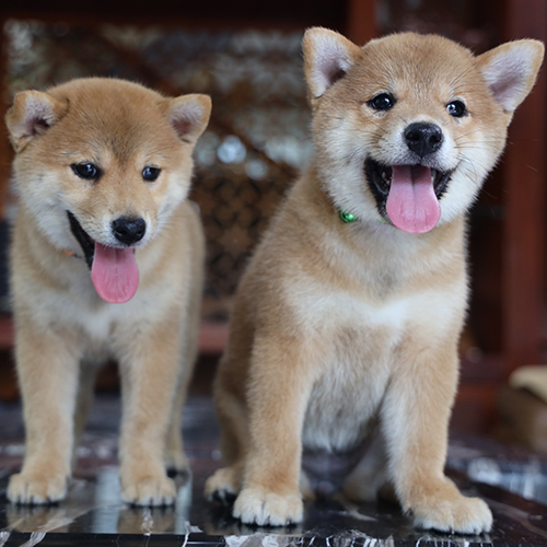 Hai chó Shiba Inu con trong nhà cần được dạy từ nhỏ