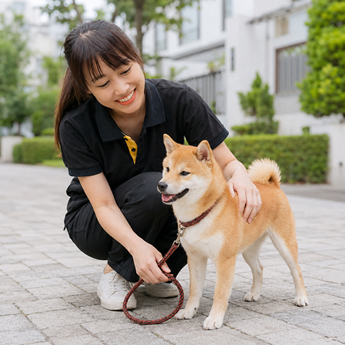 Nhân viên dắt chó Shiba Inu đi dạo ngoài trời