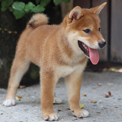 Chó Shiba Inu màu đỏ vàng đứng ngoài trời