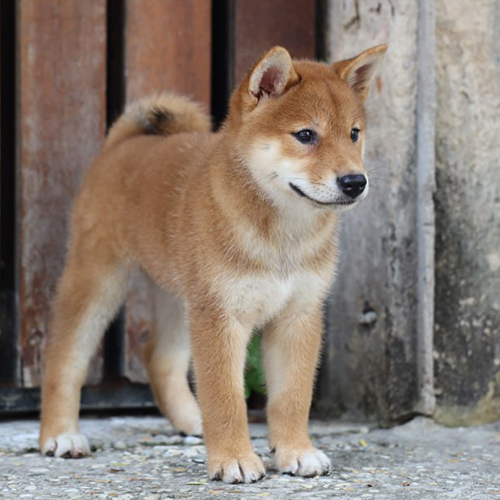 Chó Shiba Inu đỏ vàng dáng nhỏ gọn tai dựng đuôi cuộn