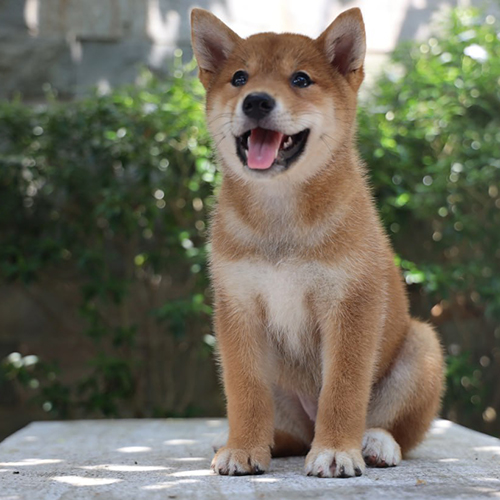 Chó Shiba Inu mặt cáo tai dựng ngồi ngoài trời