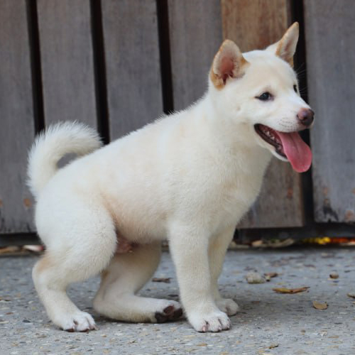 Chó Shiba Inu trắng kem ngồi ngoài trời