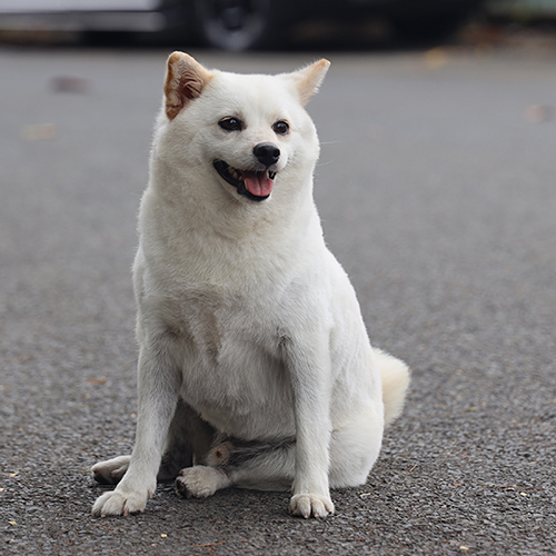 Chó Shiba lai Phốc Sóc màu trắng để tham khảo giá Shiba lai