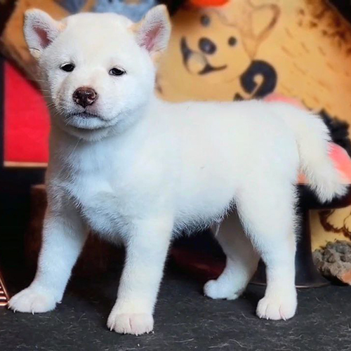 Chó Shiba trắng kem để tham khảo giá theo màu lông