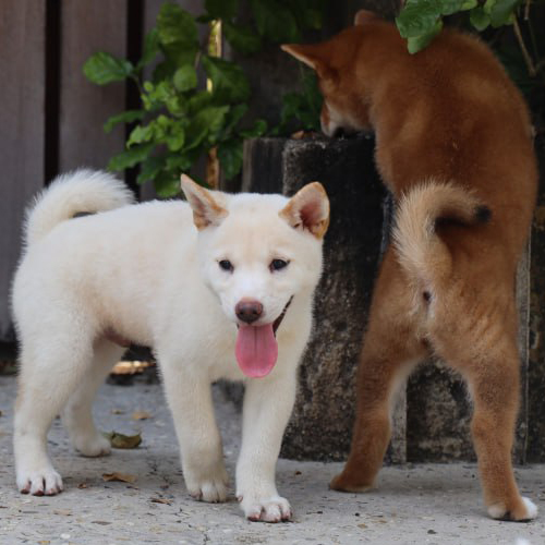 Chó Shiba trắng kem và vàng đỏ trong phân khúc giá cao