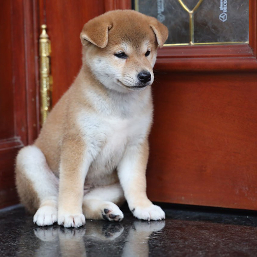 Chó Shiba vàng trắng 2 tháng tuổi chưa dựng tai hoàn toàn