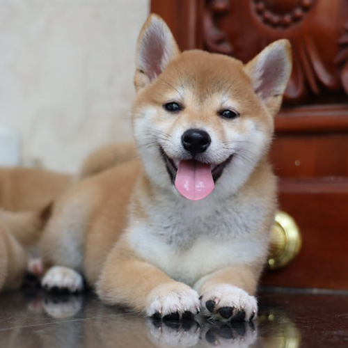 Chó Shiba vàng trắng 2 tháng tuổi thuộc nhóm màu phổ biến dễ tham khảo giá