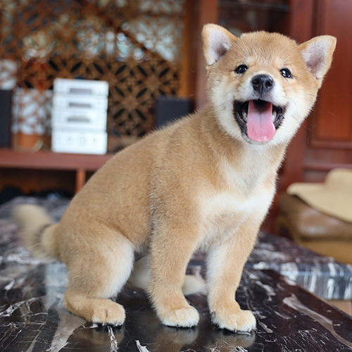 Chó Shiba vàng trắng cái 2 tháng tuổi để tham khảo giá