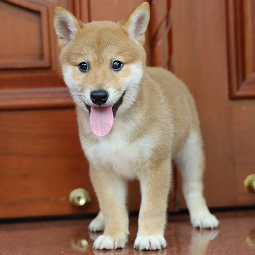 Chó Shiba vàng trắng đực 2 tháng tuổi để tham khảo giá