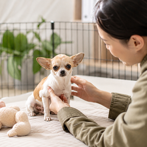 Tư vấn chọn chó Chihuahua phù hợp ngân sách và nhu cầu nuôi