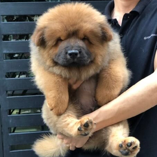 Chó Chow Chow con màu nâu đỏ được bế để xem ngoại hình thực tế