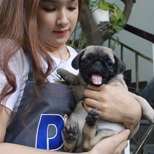 Chó Pug con màu vàng kem được bế trên tay