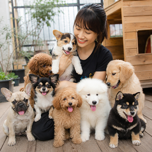 Nhân viên ngồi cùng nhiều giống chó con có kích thước và ngoại hình khác nhau