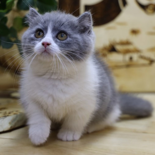 Mèo Munchkin chân ngắn minh họa cách chọn mèo phù hợp với gia đình