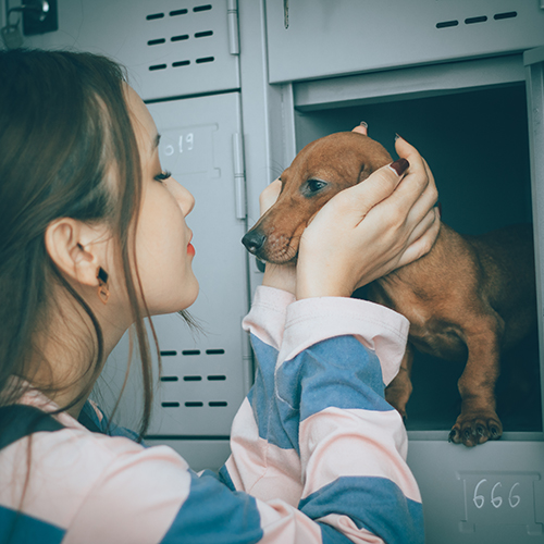 Chó Lạp Xưởng màu vàng bò được kiểm tra trước khi chọn bé