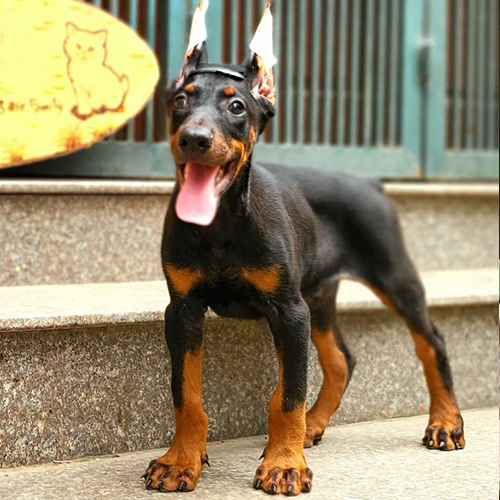Chó Doberman màu đen vàng đứng dáng thẳng trong phần chọn phân khúc giá phù hợp