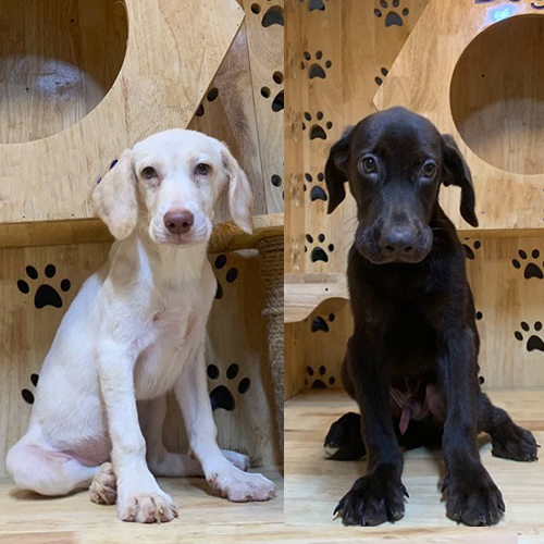 Hai bé Labrador cần được kiểm tra kỹ sức khỏe và nguồn gốc trước khi chọn nuôi