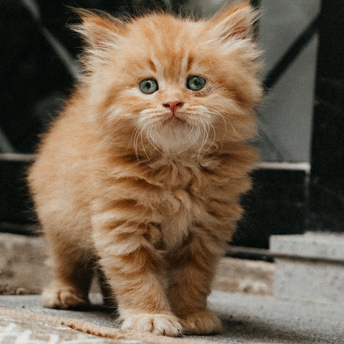 Mèo con lông dài màu vàng cam đang bước đi
