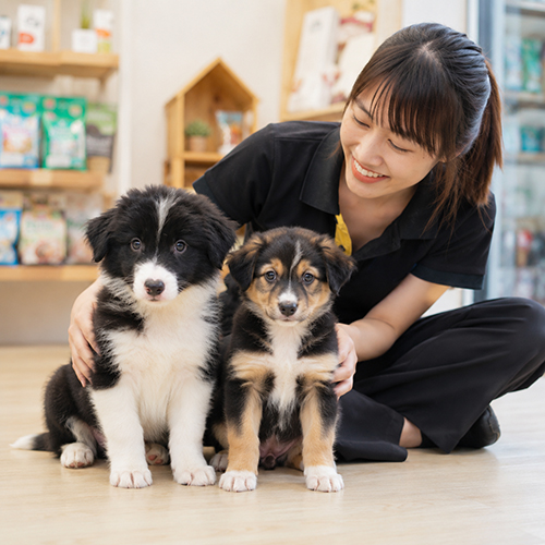 Nhân viên so sánh chó Border Collie thuần và chó lai trước khi mua giá rẻ