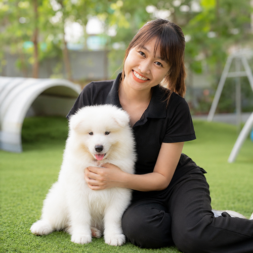 Nhân viên chăm sóc chó Samoyed con trắng xù trong không gian thoáng