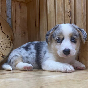 Chó Corgi cái Cardigan Blue Merle 2 tháng tuổi với bộ lông loang và mắt xanh