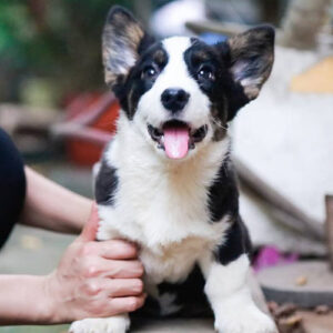 Chó Corgi Cardigan đen trắng 2 tháng tuổi tại Chạm Pets