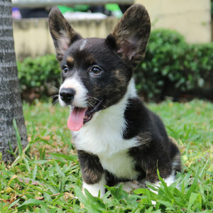 Chó Corgi Cardigan đen trắng form thường