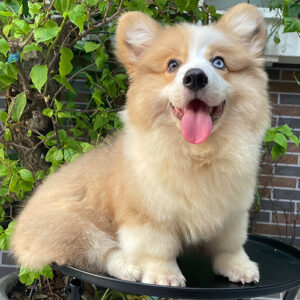 Chó Corgi Fluffy lông dài hai màu mắt 2 tháng tuổi không giấy