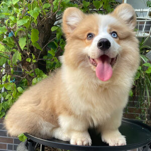Chó Corgi Fluffy lông dài mắt 2 màu