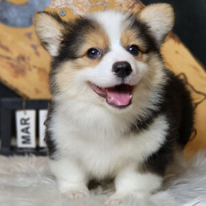 Chó Corgi Fluffy tricolor với bộ lông dài, dày và gương mặt tươi sáng
