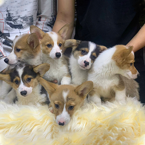 Đàn chó Corgi giá rẻ cần kiểm tra kỹ nguồn gốc