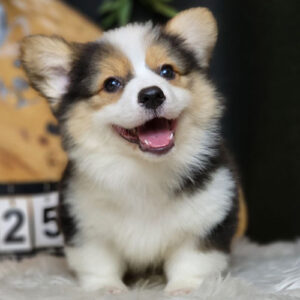 Chó Corgi lông dài tricolor mắt 1 màu